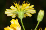 Smooth hawksbeard